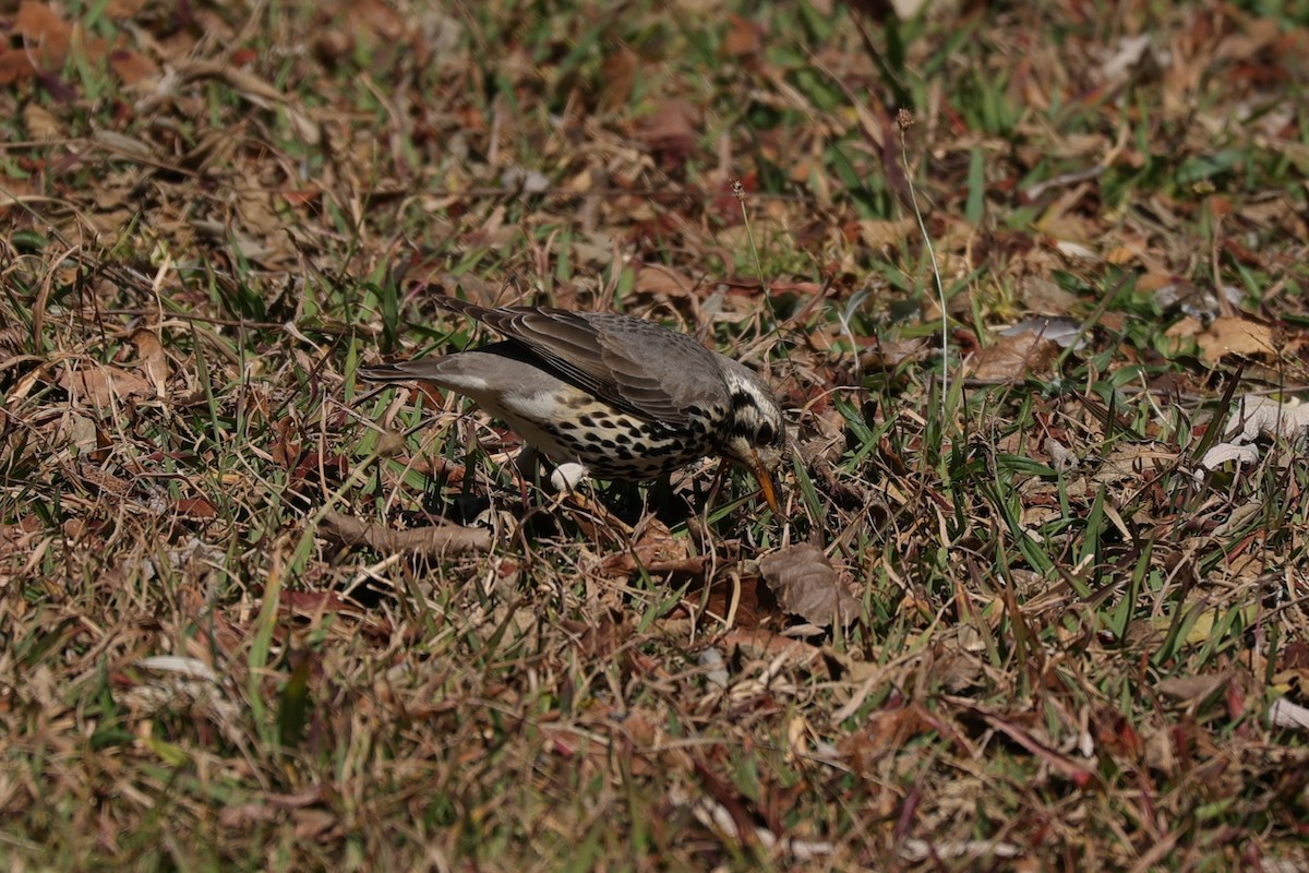 Groundscraper Thrush - ML645788727