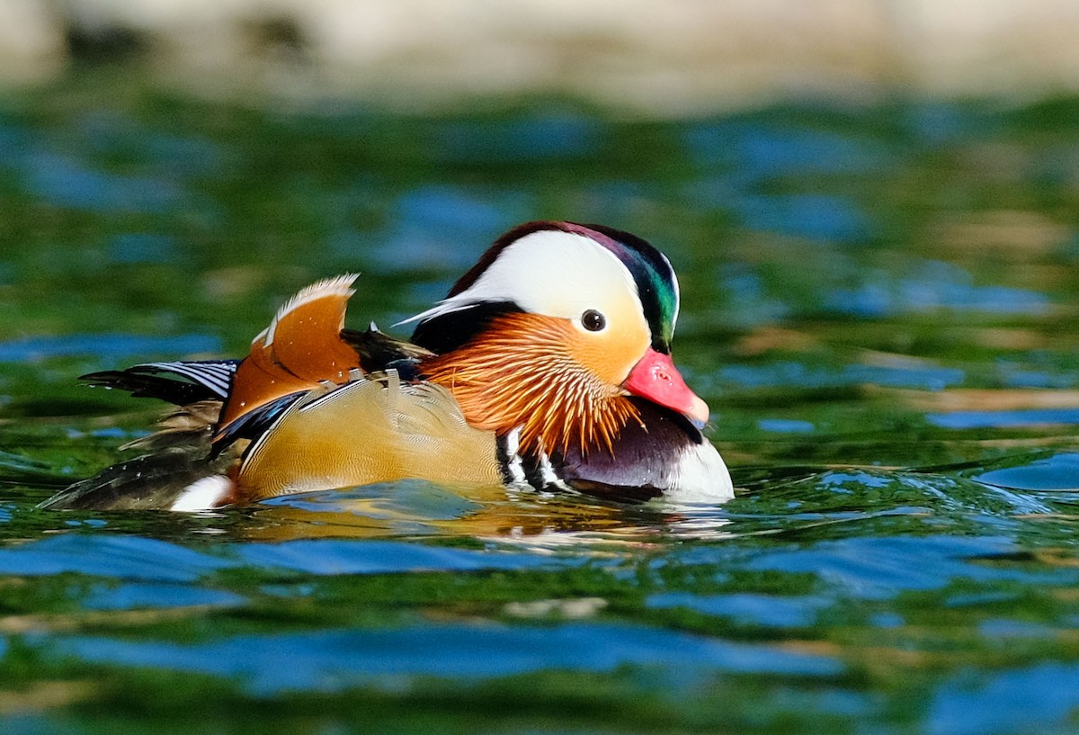 Mandarinente - ML645788729