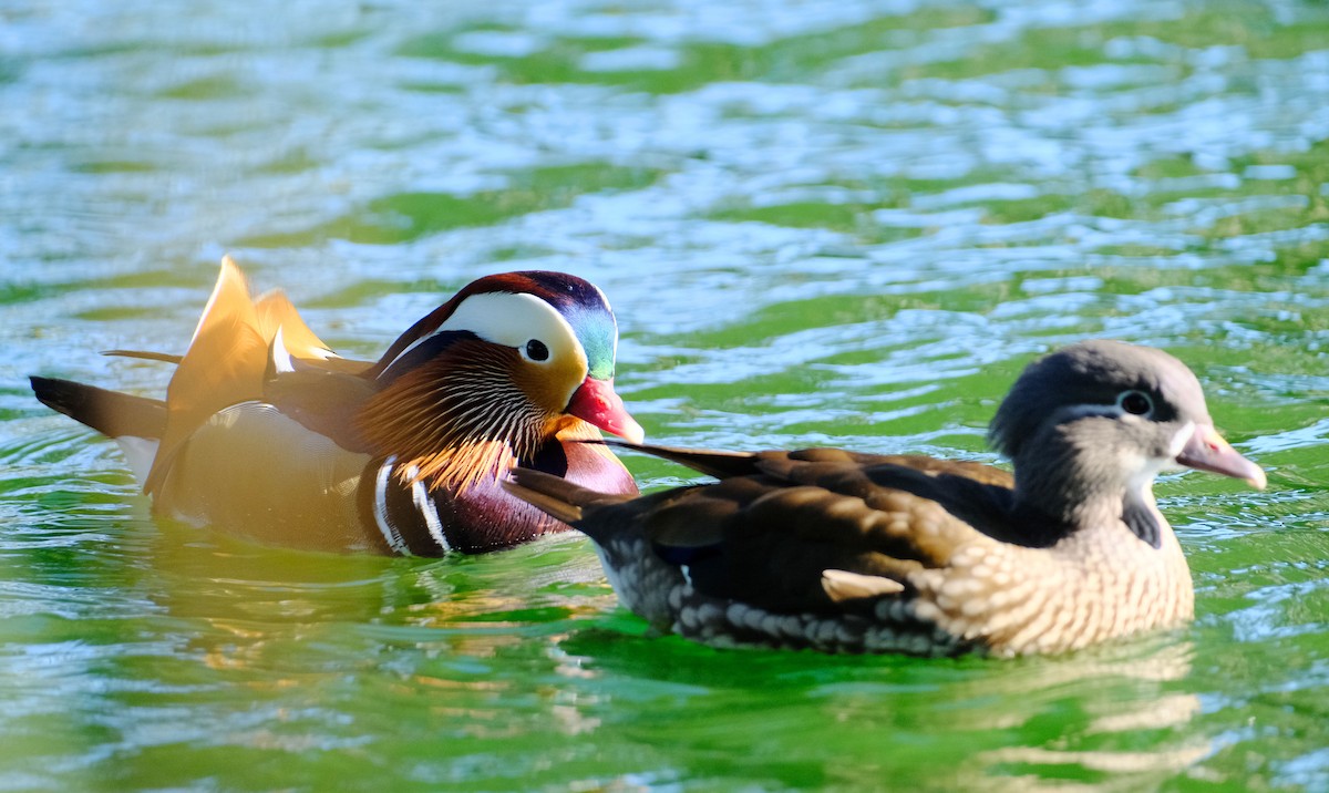 Mandarinente - ML645788734