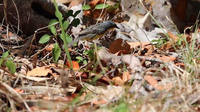 Мичиганская древесница - ML645788737