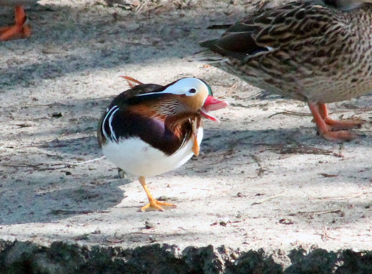 Mandarinente - ML645788747