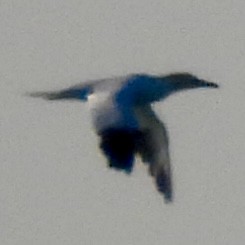 Northern Gannet - ML645788766