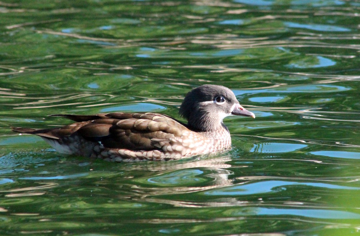 Mandarinente - ML645788767