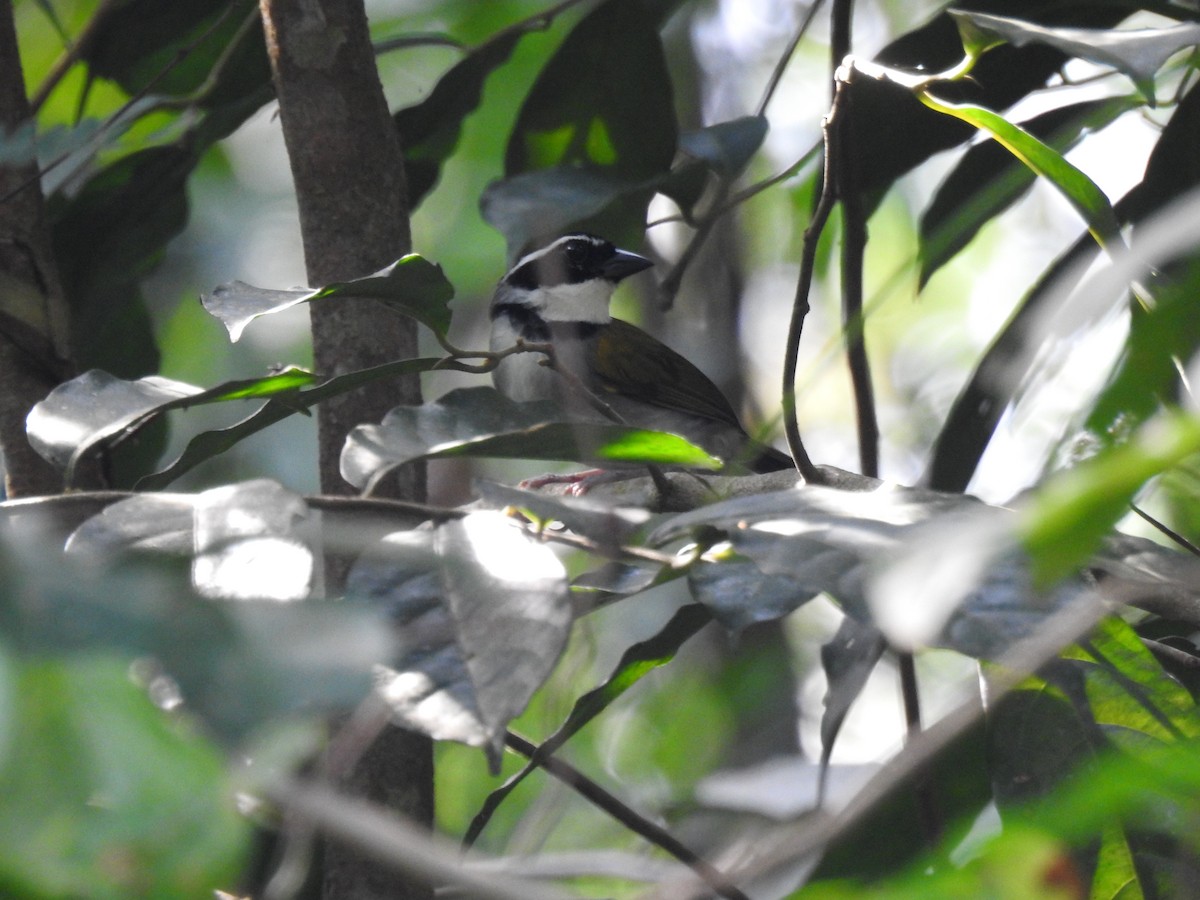 Pectoral Sparrow - ML645788770