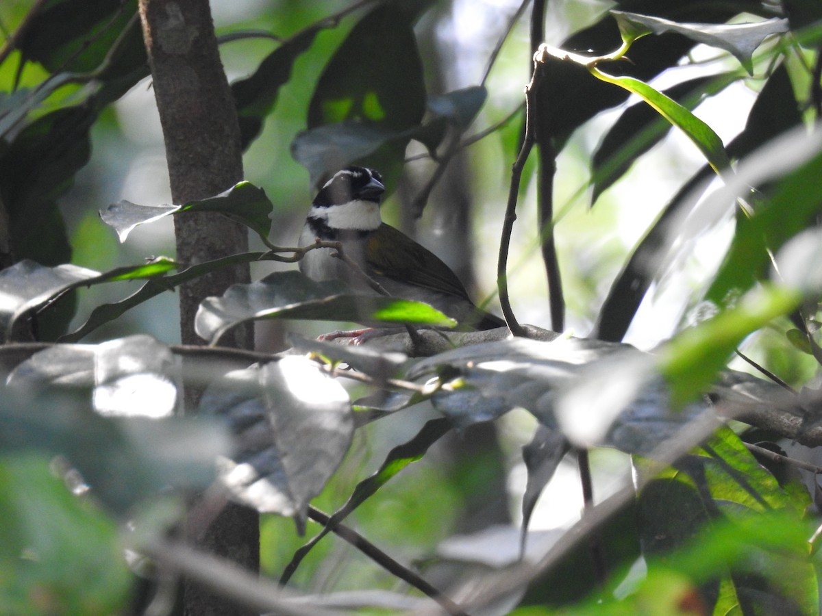 Pectoral Sparrow - ML645788771