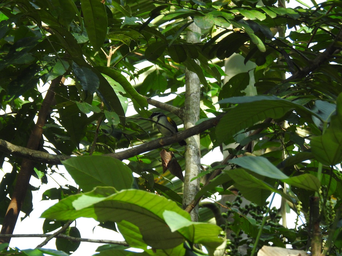 Pectoral Sparrow - ML645788772