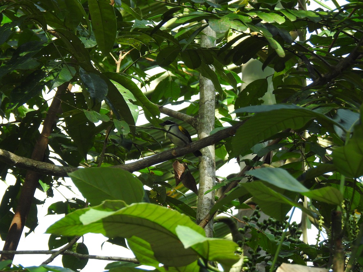 Pectoral Sparrow - ML645788773