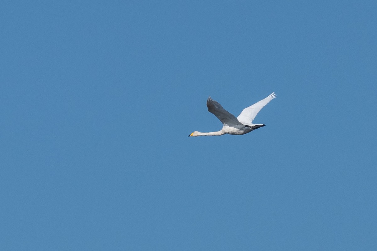 Whooper Swan - ML645788777