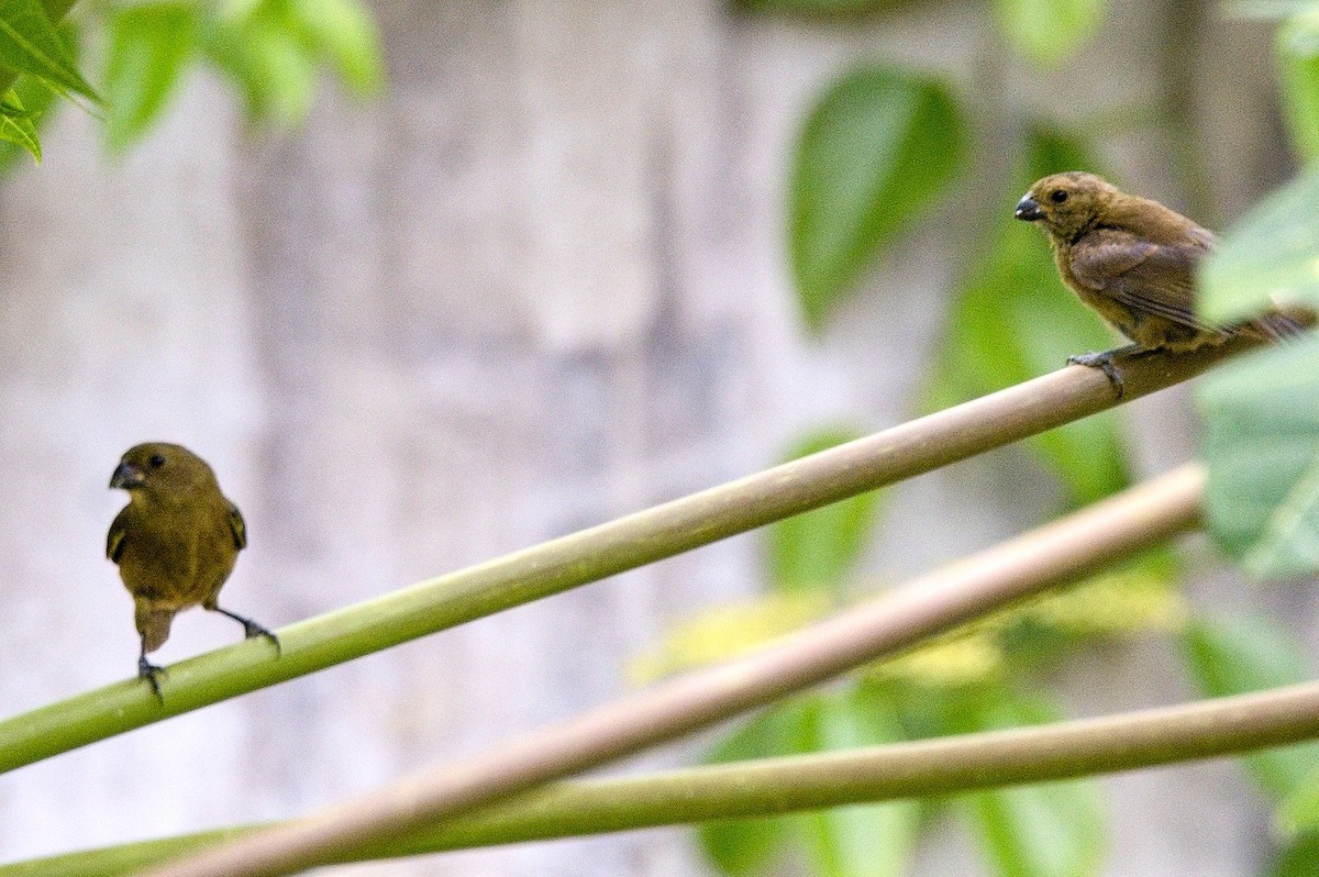Variable Seedeater - ML645788787