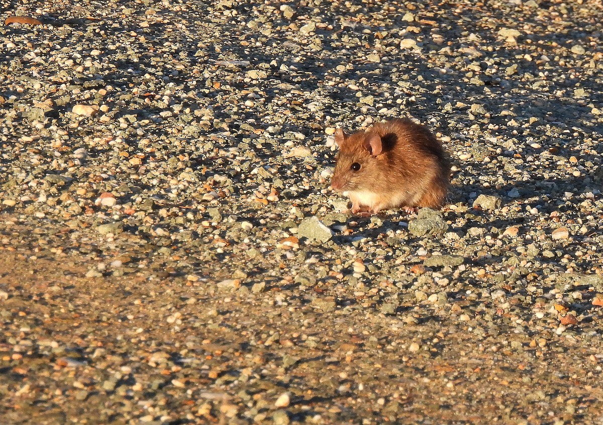 Old World Rats - ML645788789