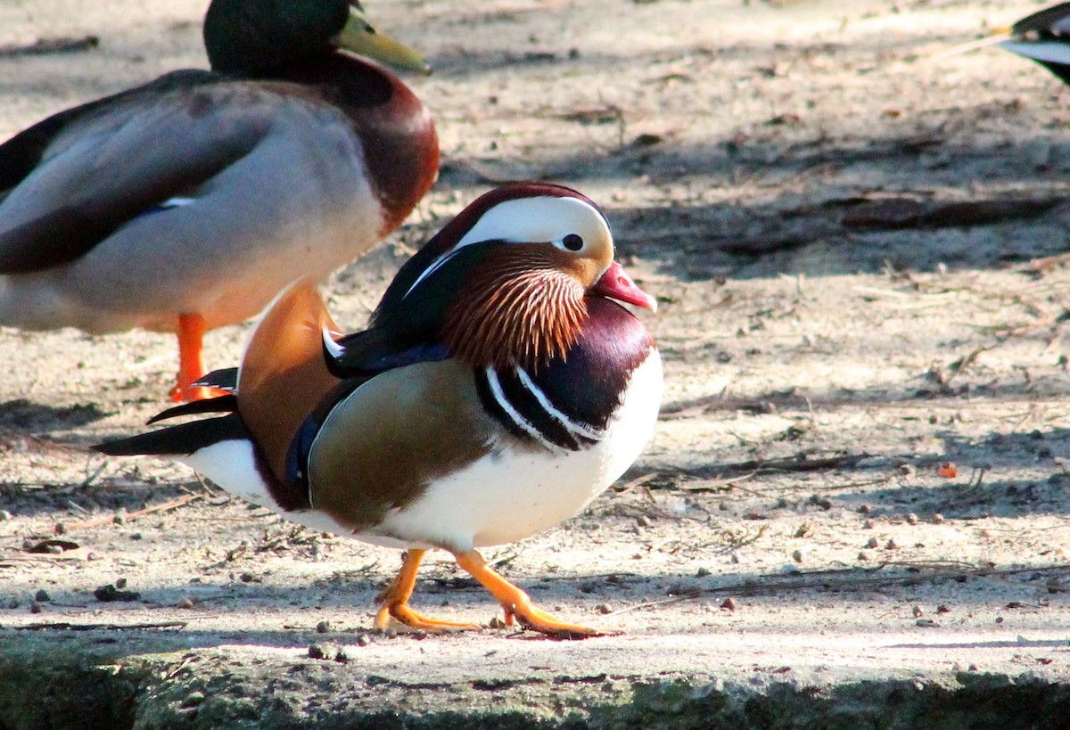 Mandarinente - ML645788805