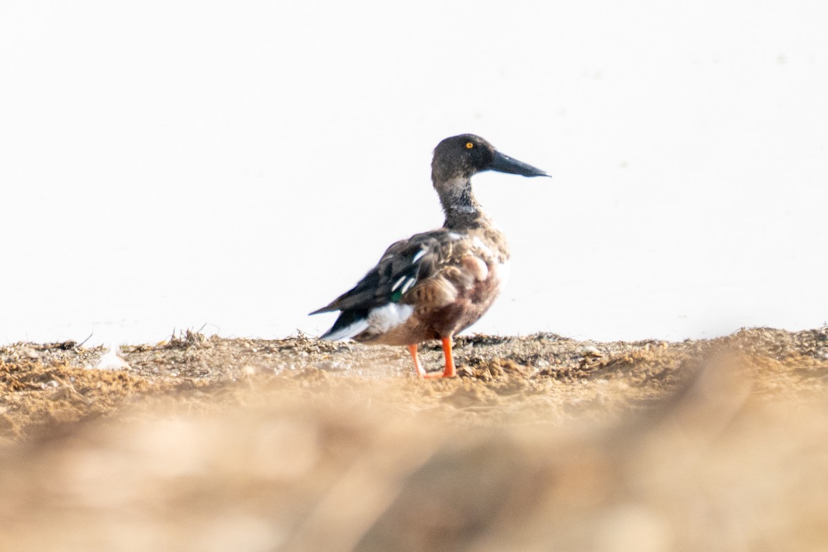 Cuchara Común - ML645788806