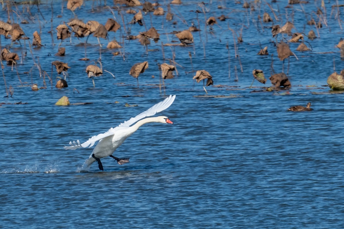 Mute Swan - ML645788809