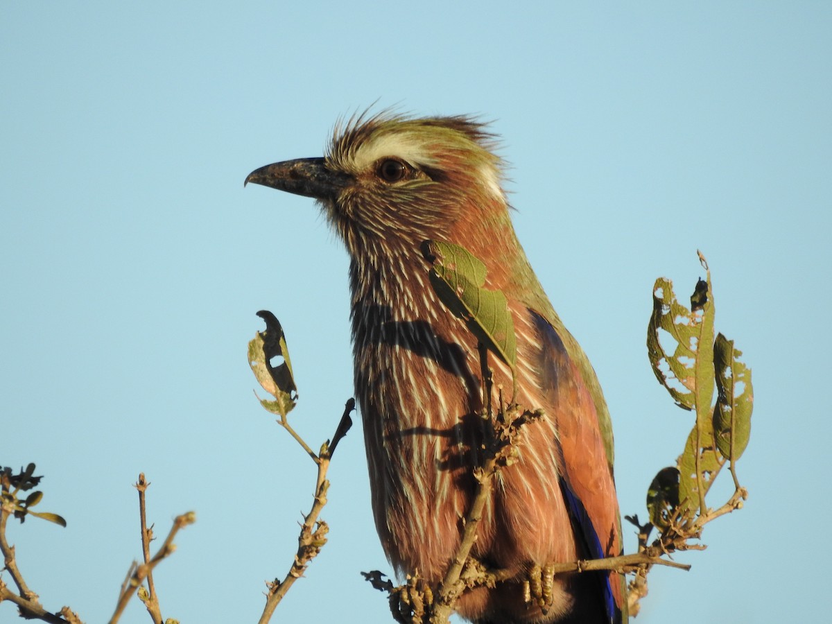 Purple Roller - ML645788813