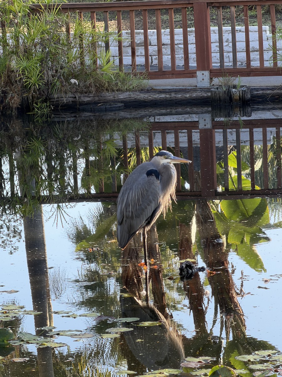 Great Blue Heron - ML645788825