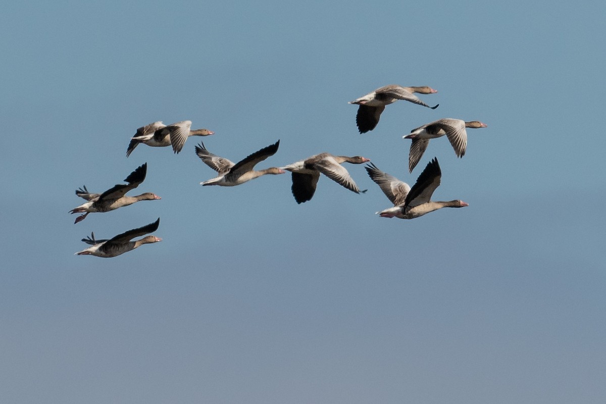 Oie cendrée - ML645788839