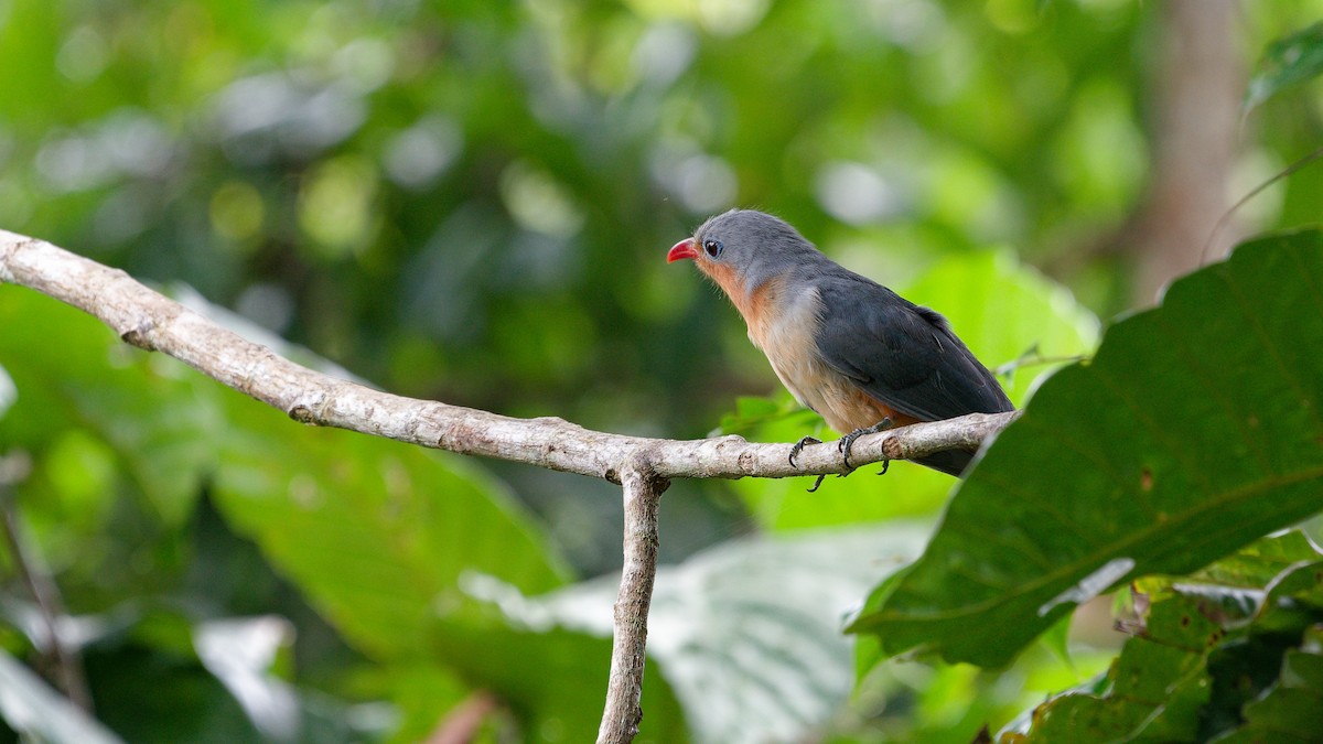 Red-billed Malkoha - ML645788849