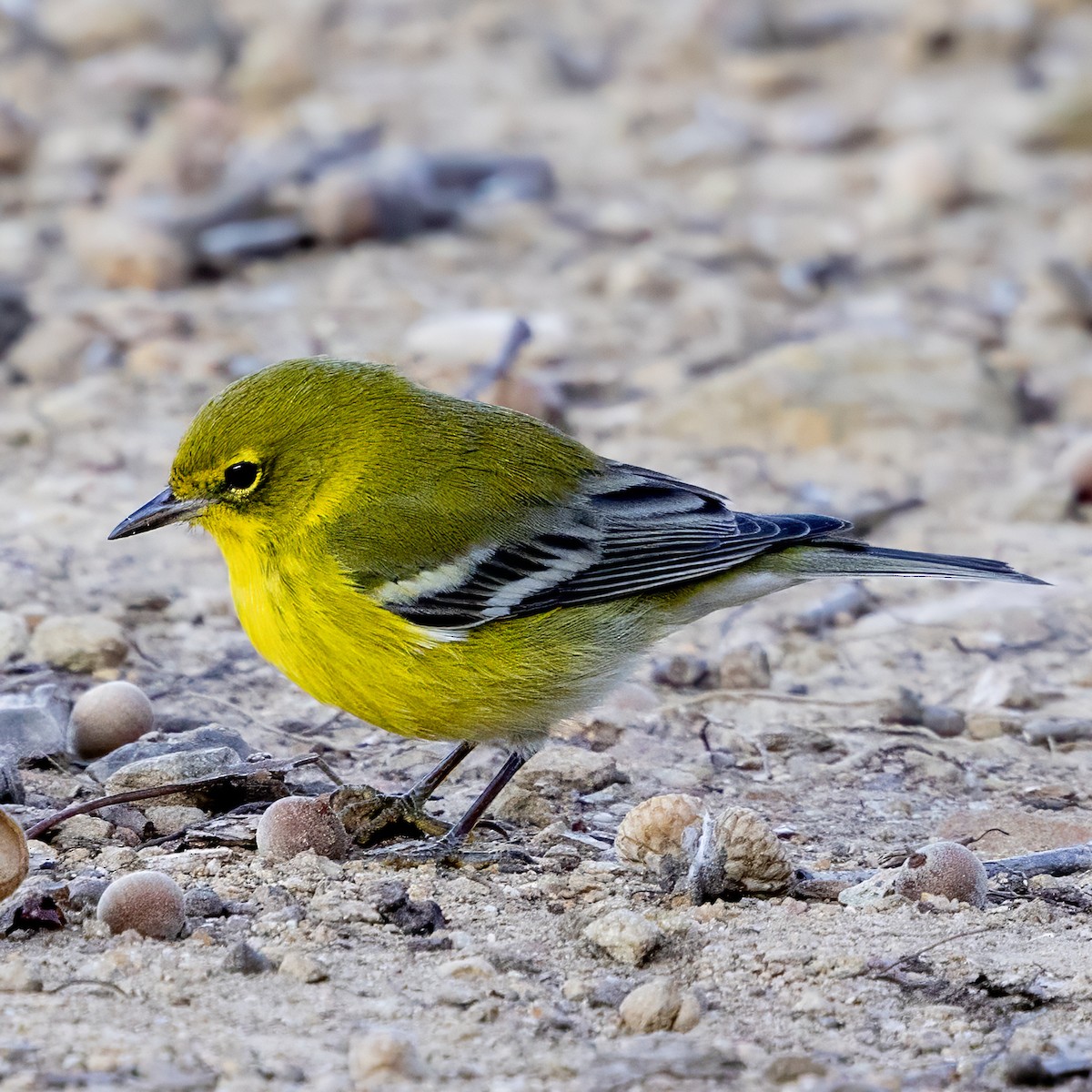 סבכון אורנים - ML645788852
