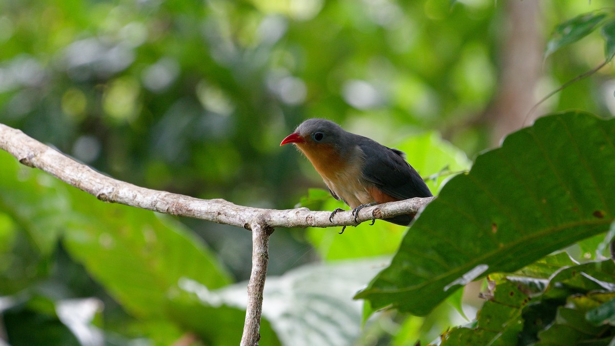 Red-billed Malkoha - ML645788859