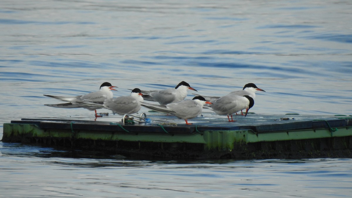 Common Tern - ML645788874