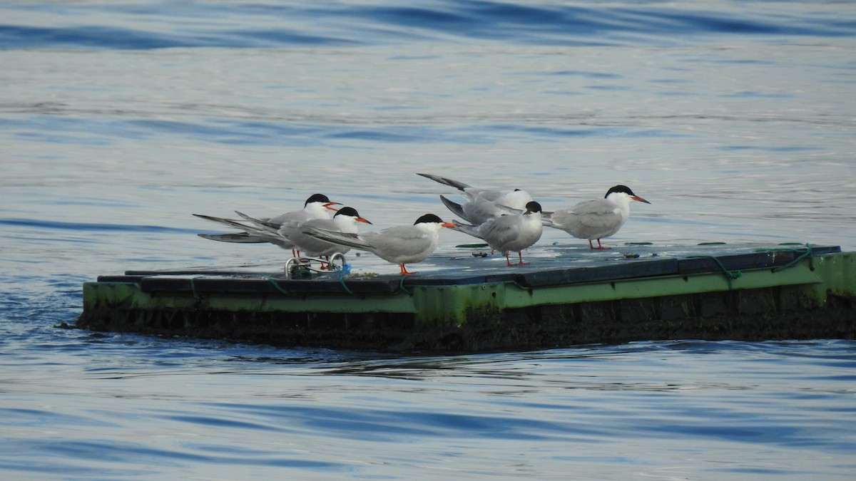 Common Tern - ML645788875