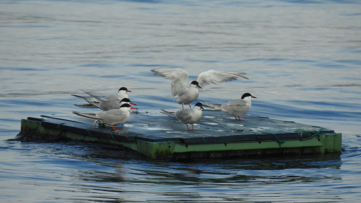 Common Tern - ML645788876