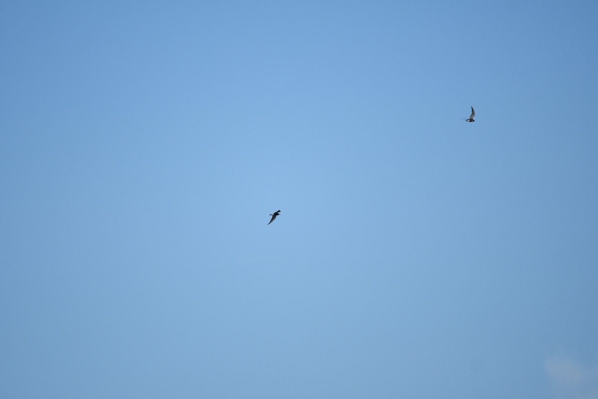 Black Tern - ML645788884