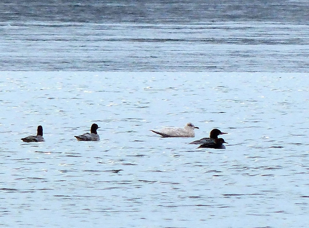 Iceland Gull - ML645788889