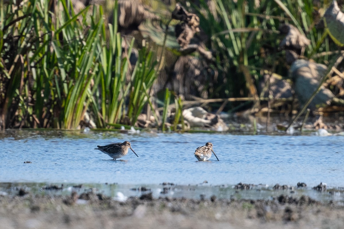 Common Snipe - ML645788894