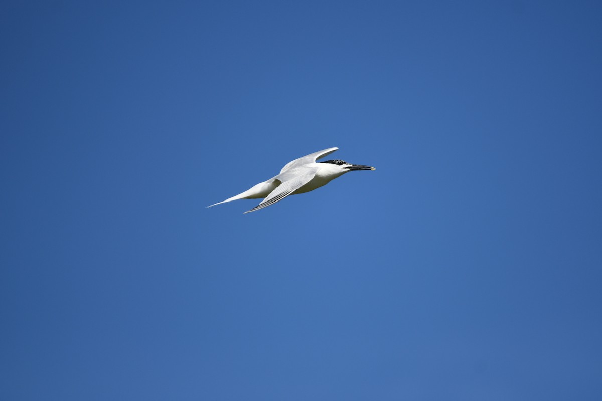 Sandwich Tern - ML645788905