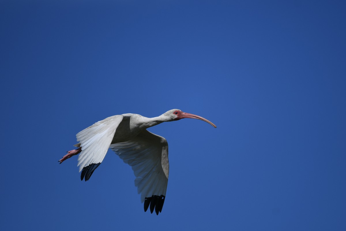 White Ibis - ML645788916