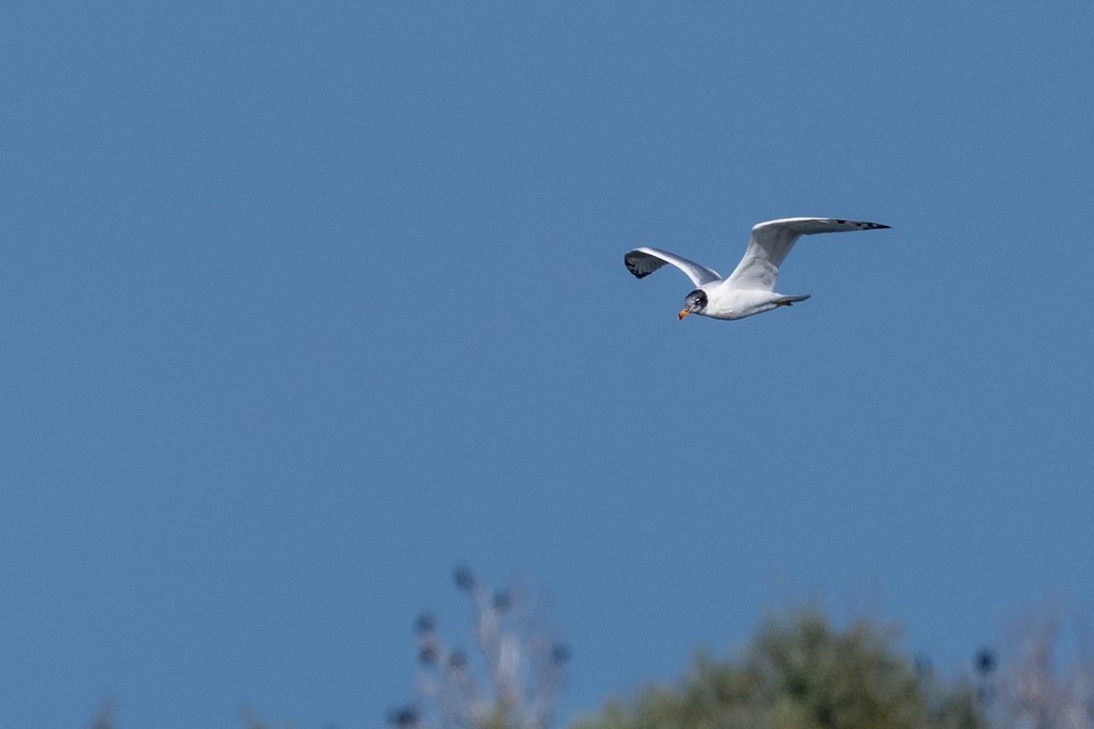 Pallas's Gull - ML645788923