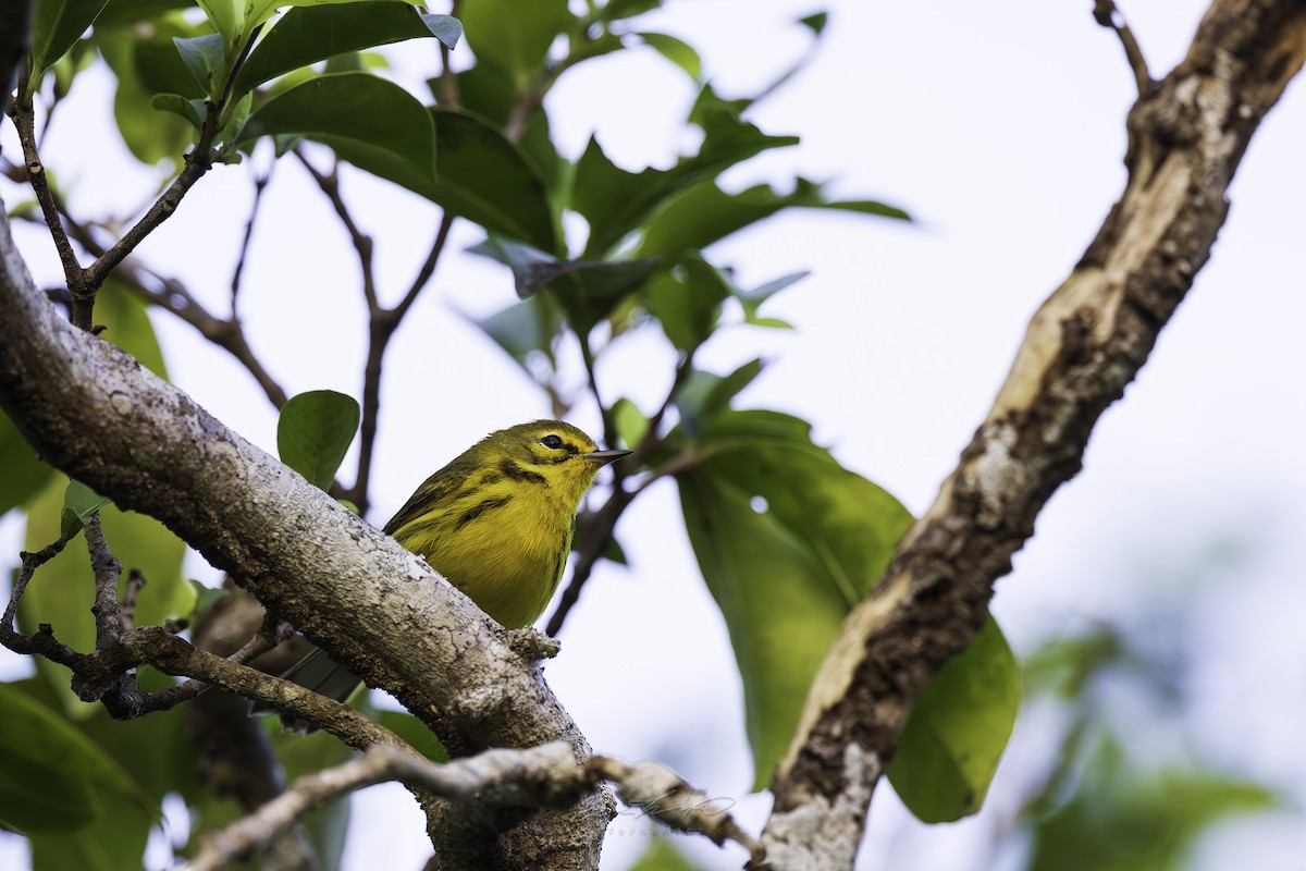 Prairie Warbler - ML645788941