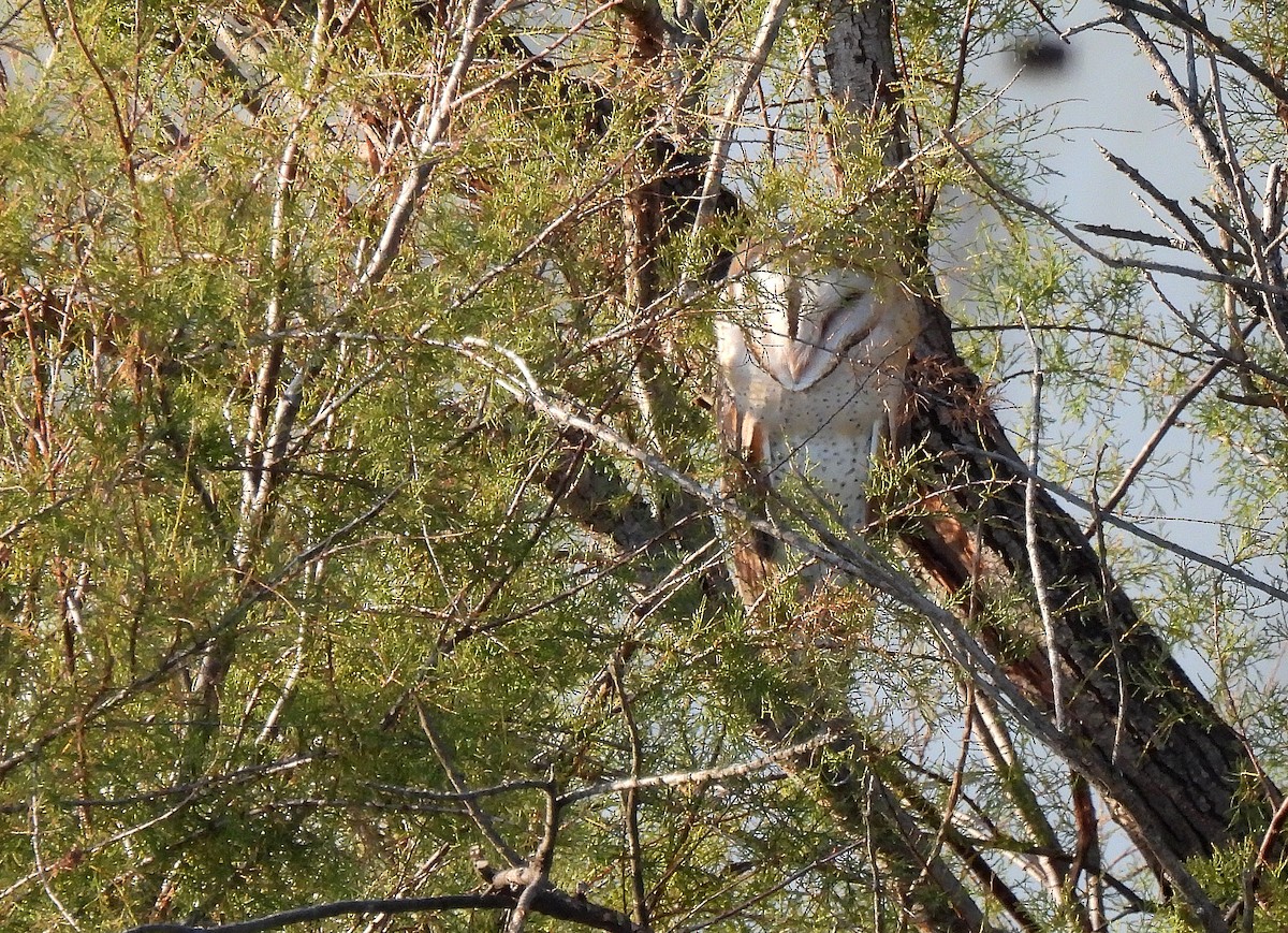 Western Barn Owl - ML645788952