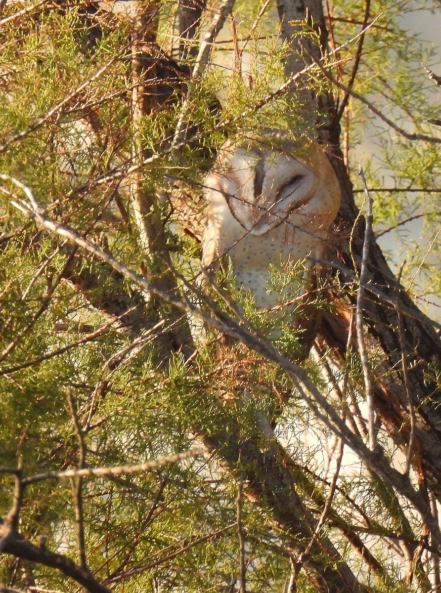 Western Barn Owl - ML645788953