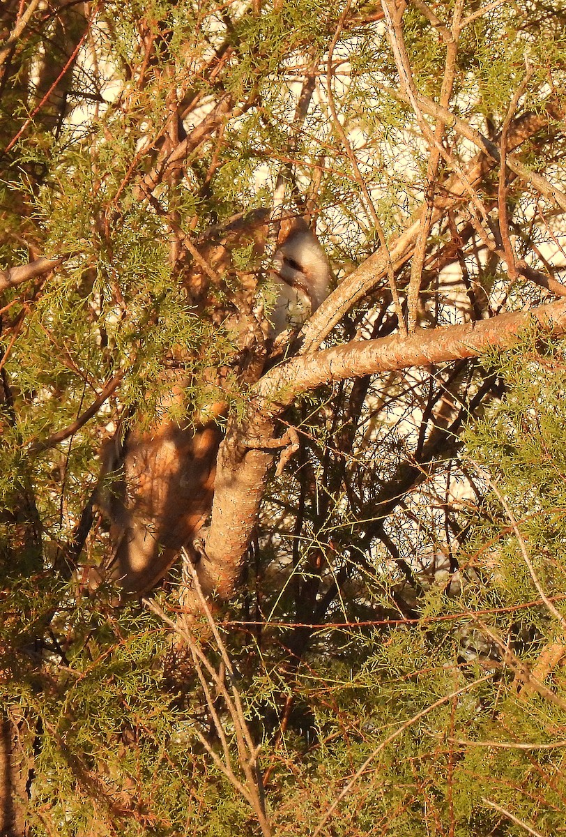 Western Barn Owl - ML645788954