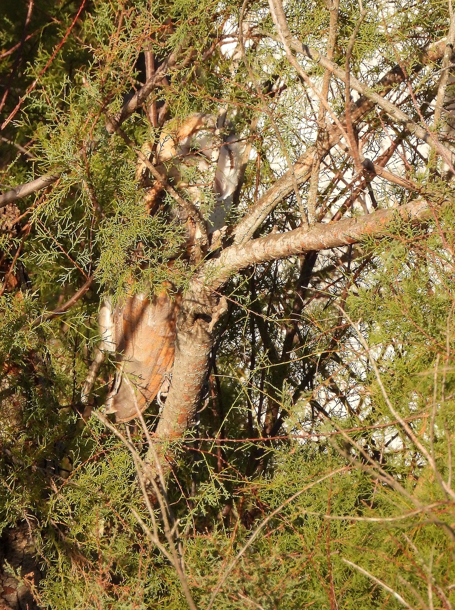 Western Barn Owl - ML645788955