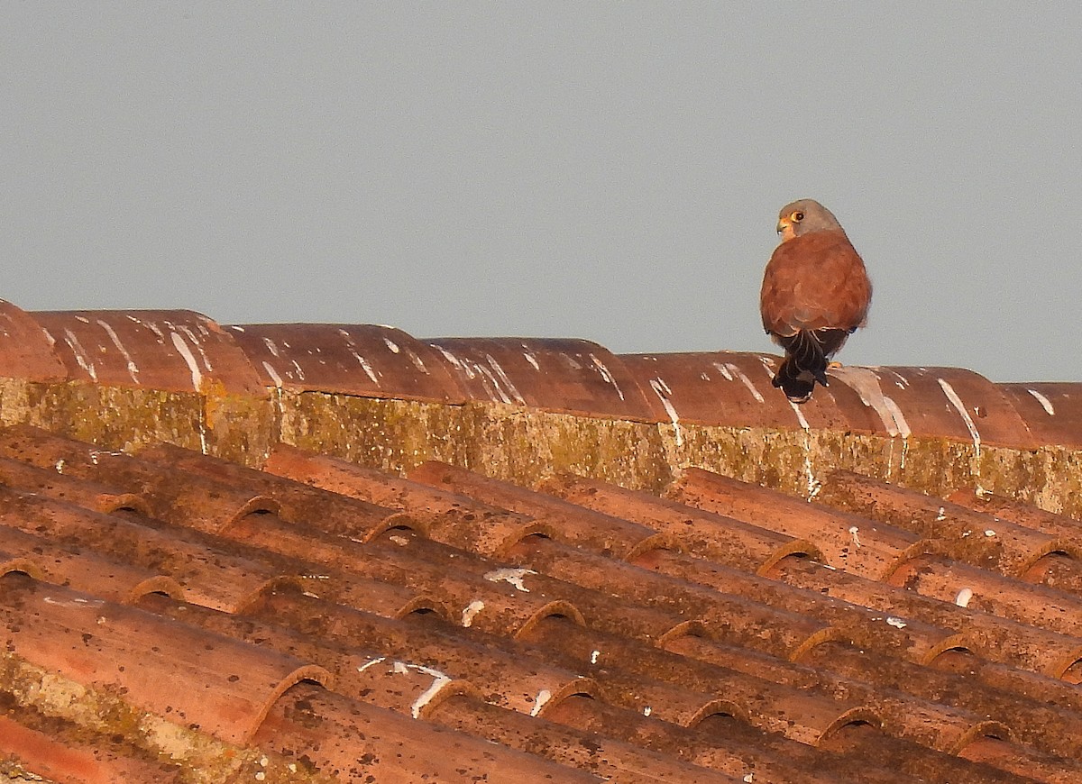 Lesser Kestrel - ML645788962