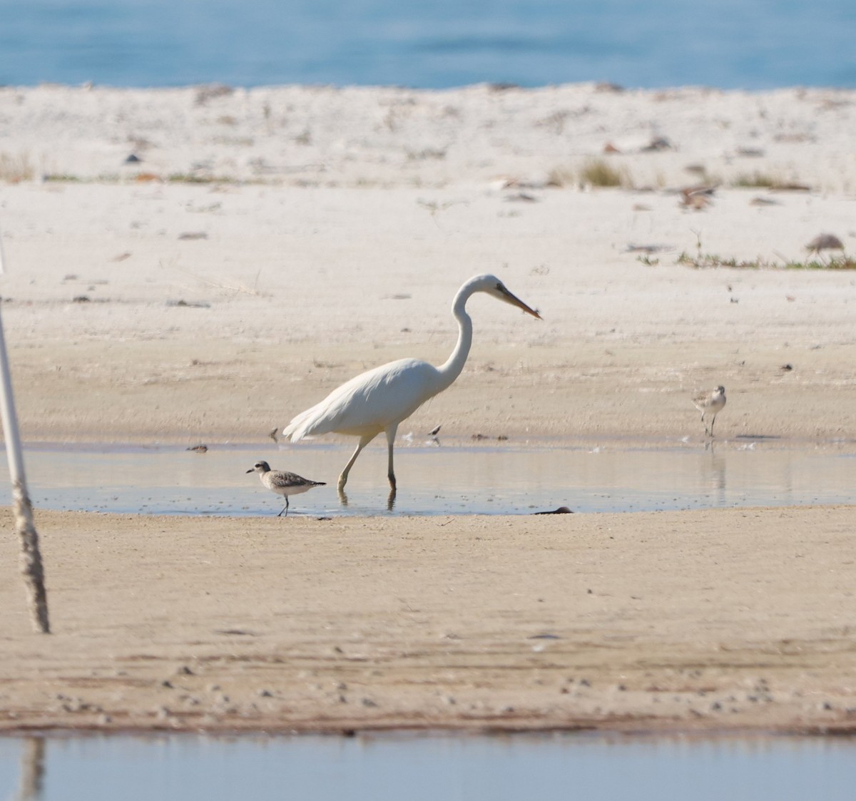 Great Blue Heron (Great White) - ML645788963