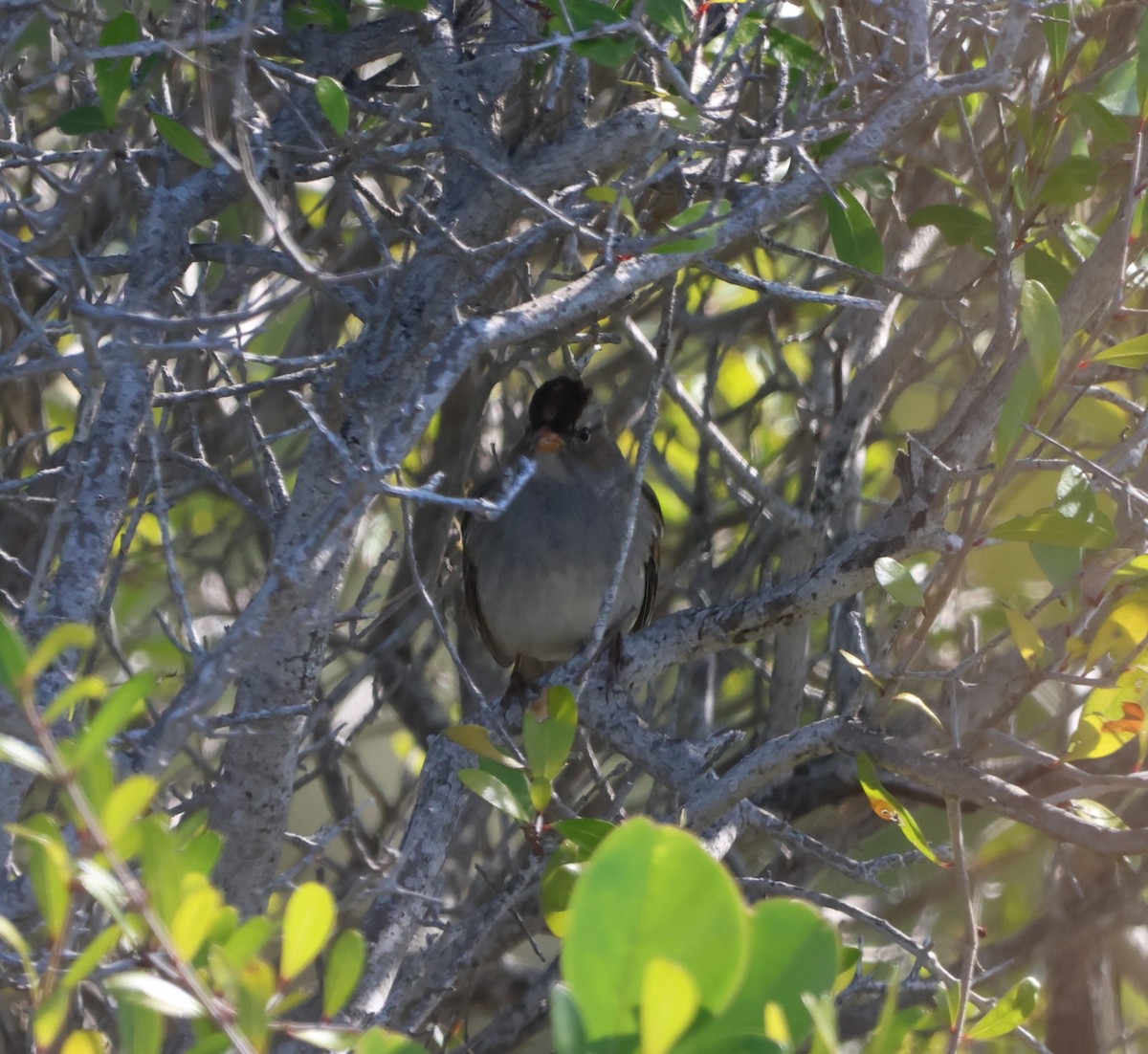 White-crowned Sparrow - ML645788964