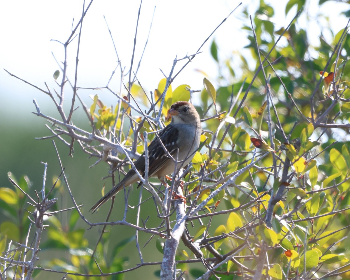 White-crowned Sparrow - ML645788965