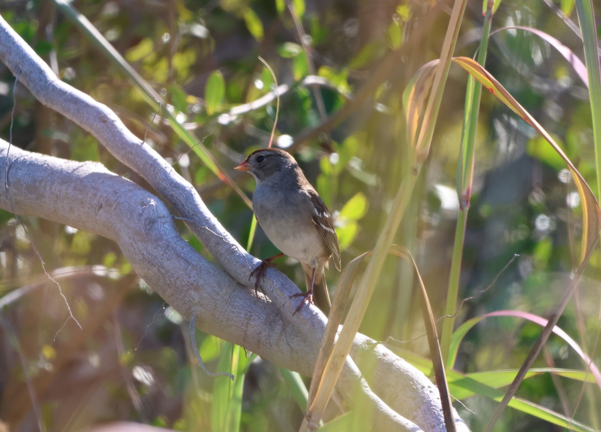 White-crowned Sparrow - ML645788966
