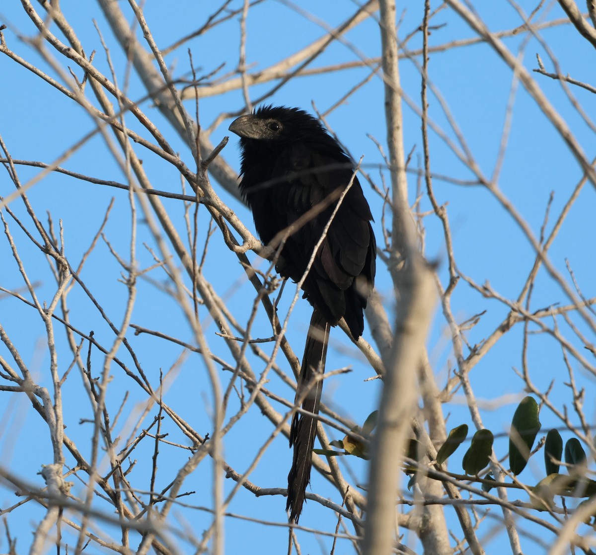 Groove-billed Ani - ML645788976