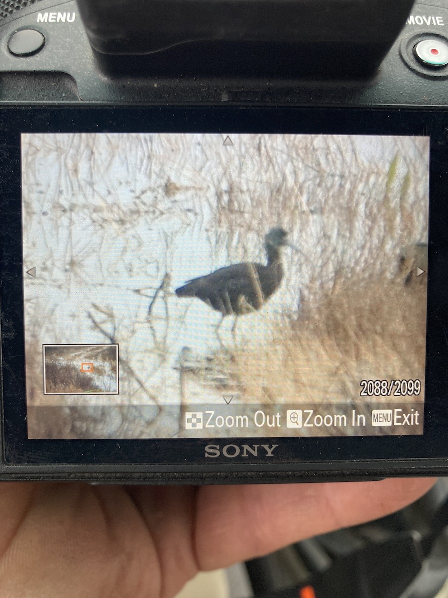 Beltzaran musuzuria - ML645788990