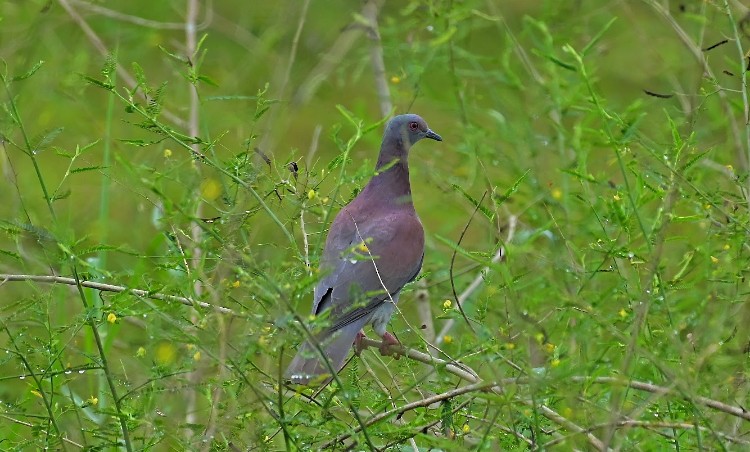Pale-vented Pigeon - ML645788992