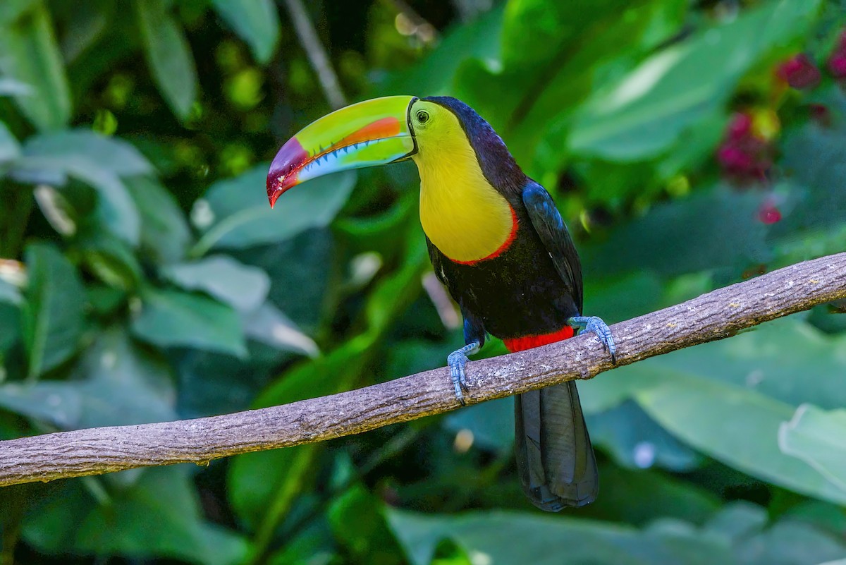 Радужный тукан - ML645789002