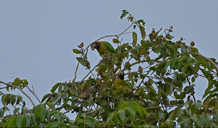 amazónek hnědohlavý - ML645789006