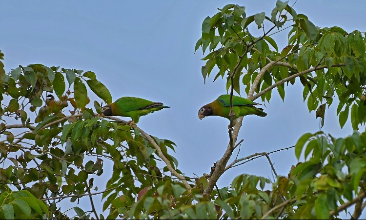 amazónek hnědohlavý - ML645789007