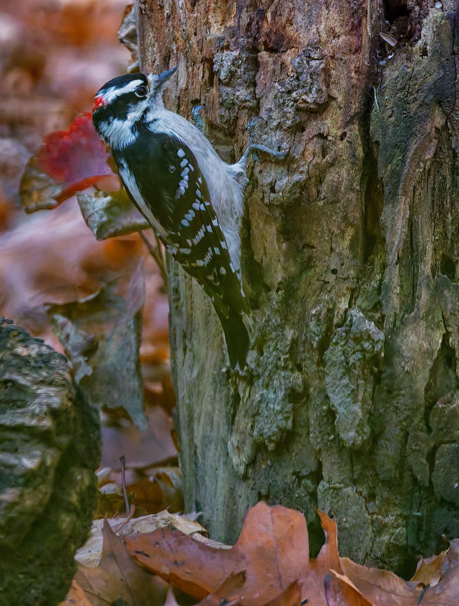 Dunenspecht - ML645789024