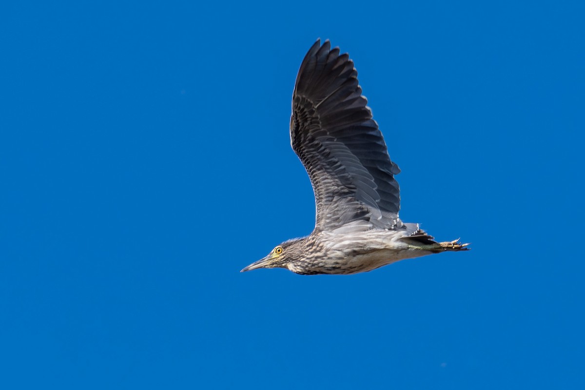 Black-crowned Night Heron - ML645789027